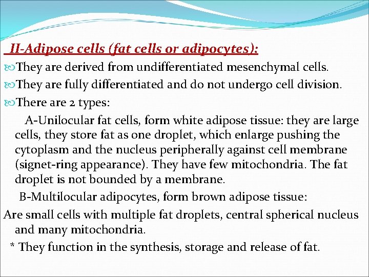 II-Adipose cells (fat cells or adipocytes): They are derived from undifferentiated mesenchymal cells. They II-Adipose cells (fat cells or adipocytes): They are derived from undifferentiated mesenchymal cells. They