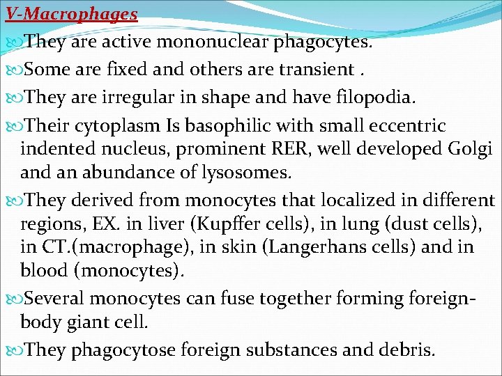 V-Macrophages They are active mononuclear phagocytes. Some are fixed and others are transient. They V-Macrophages They are active mononuclear phagocytes. Some are fixed and others are transient. They