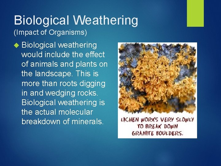 Biological Weathering (Impact of Organisms) Biological weathering would include the effect of animals and