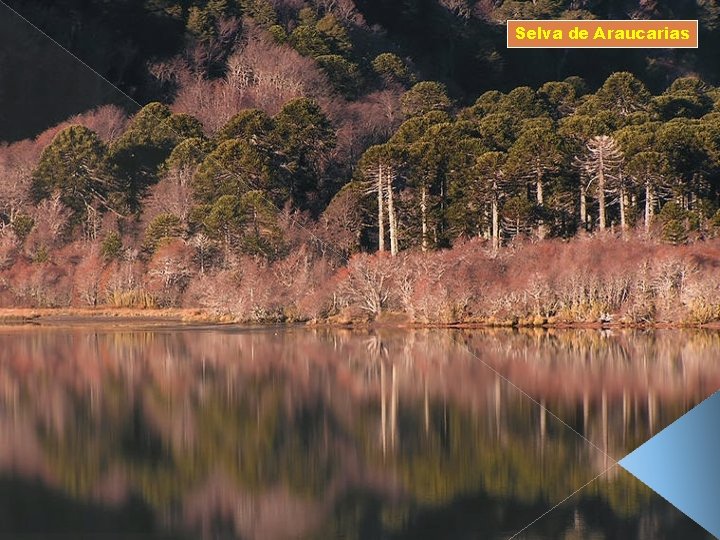 Selva de Araucarias 