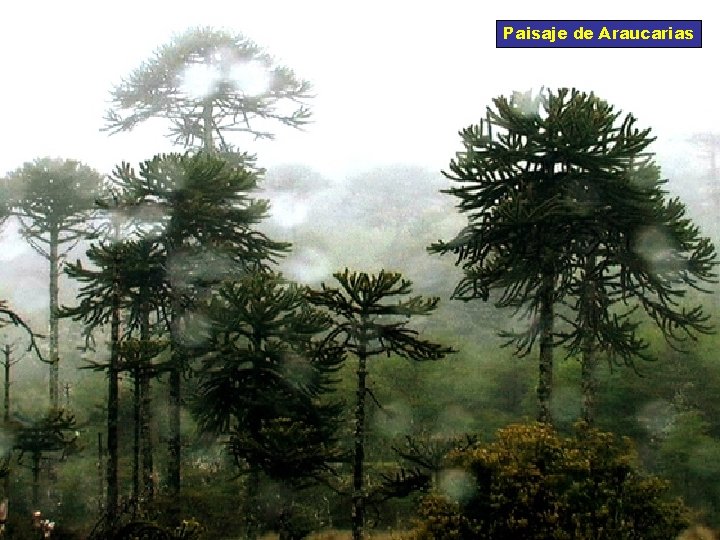 Paisaje de Araucarias 