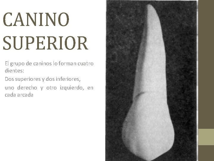 CANINO SUPERIOR El grupo de caninos lo forman cuatro dientes: Dos superiores y dos