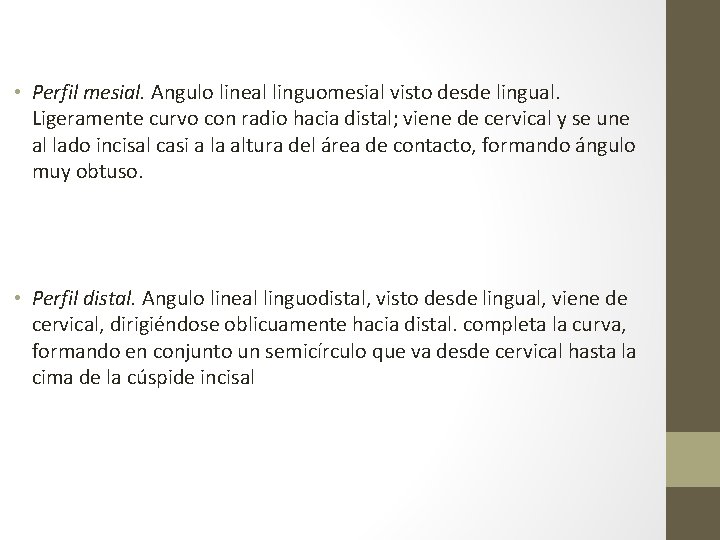  • Perfil mesial. Angulo lineal linguomesial visto desde lingual. Ligeramente curvo con radio