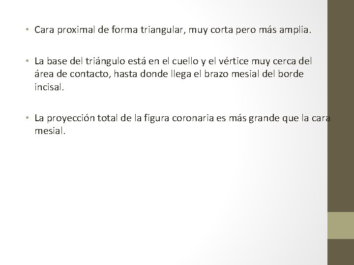  • Cara proximal de forma triangular, muy corta pero más amplia. • La