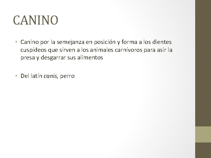 CANINO • Canino por la semejanza en posición y forma a los dientes cuspídeos