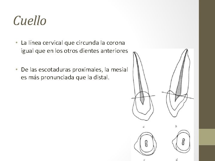 Cuello • La línea cervical que circunda la corona igual que en los otros