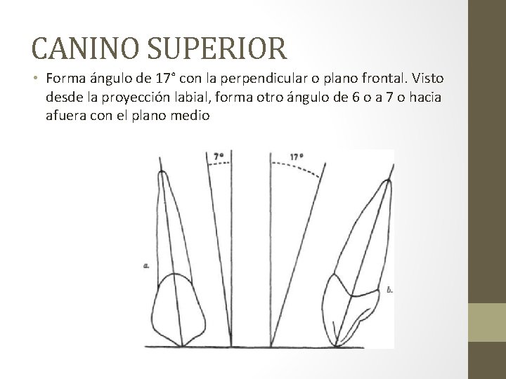 CANINO SUPERIOR • Forma ángulo de 17° con la perpendicular o plano frontal. Visto