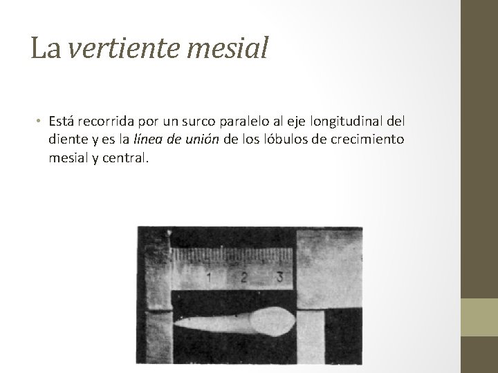 La vertiente mesial • Está recorrida por un surco paralelo al eje longitudinal del