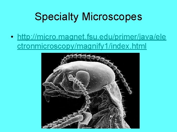 Specialty Microscopes • http: //micro. magnet. fsu. edu/primer/java/ele ctronmicroscopy/magnify 1/index. html 
