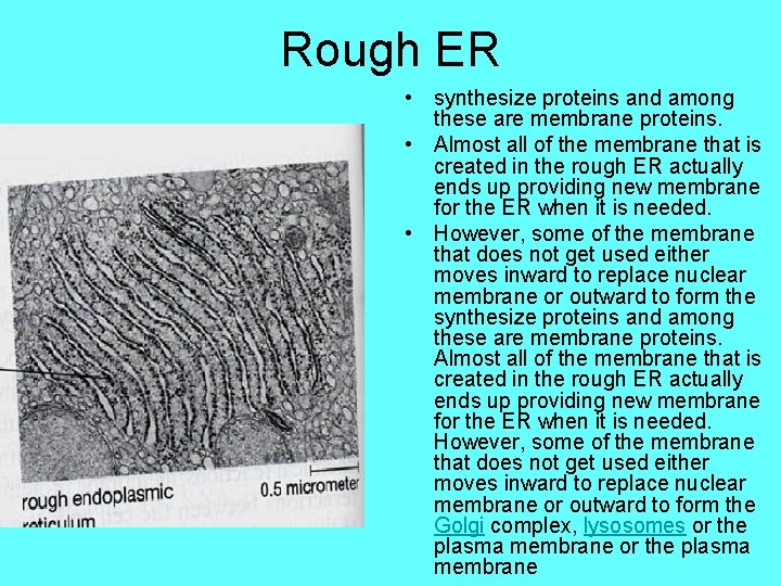 Rough ER • synthesize proteins and among these are membrane proteins. • Almost all