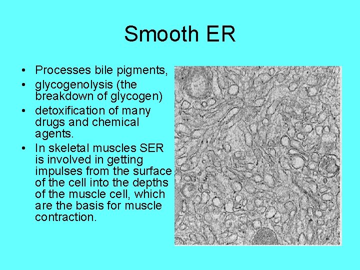 Smooth ER • Processes bile pigments, • glycogenolysis (the breakdown of glycogen) • detoxification