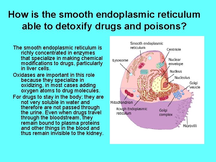How is the smooth endoplasmic reticulum able to detoxify drugs and poisons? The smooth
