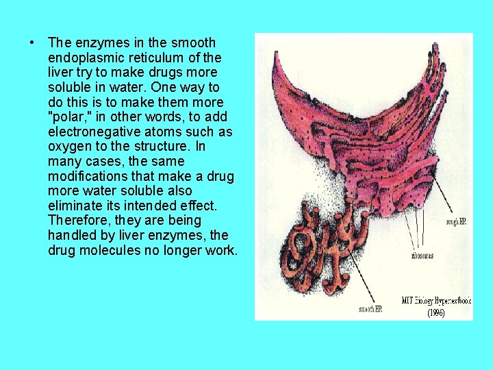  • The enzymes in the smooth endoplasmic reticulum of the liver try to