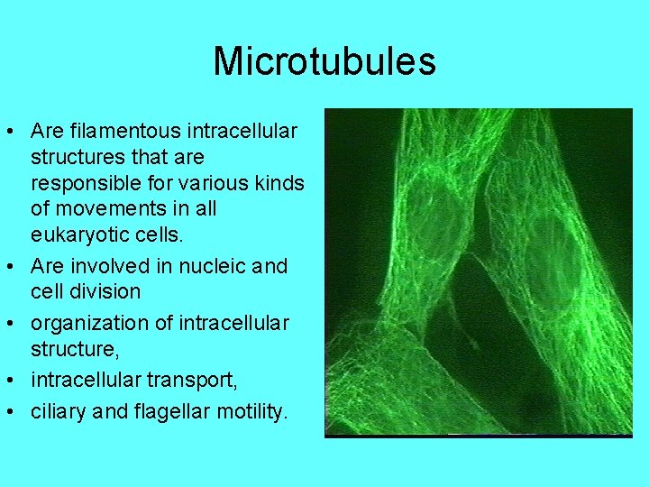 Microtubules • Are filamentous intracellular structures that are responsible for various kinds of movements