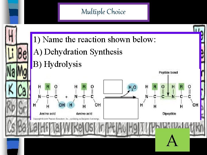 Multiple Choice 1) Name the reaction shown below: A) Dehydration Synthesis B) Hydrolysis A