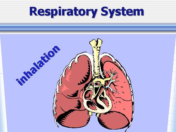 Respiratory System n o i t a l a h in 