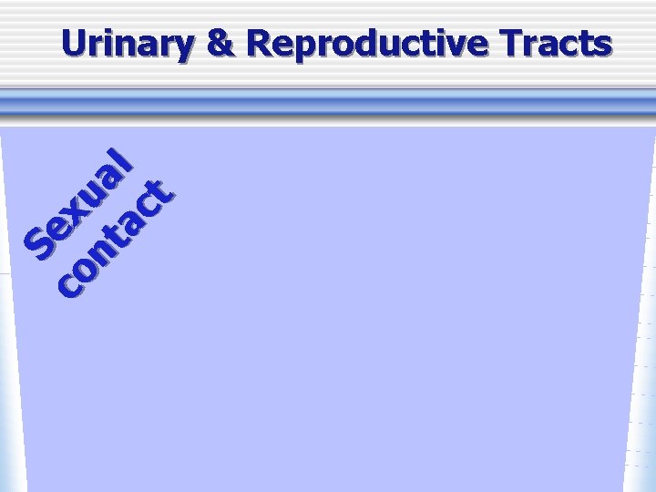 Se co x nt ua ac l t Urinary & Reproductive Tracts 