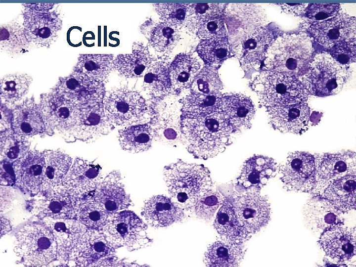 Cells 