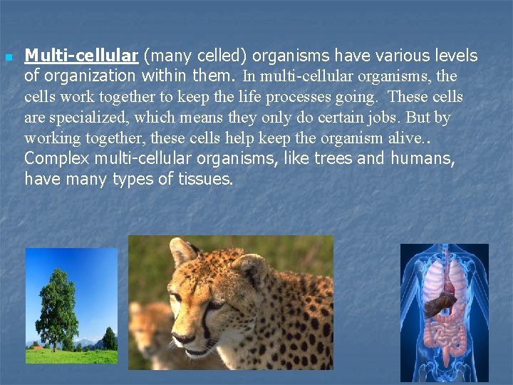n Multi-cellular (many celled) organisms have various levels of organization within them. In multi-cellular