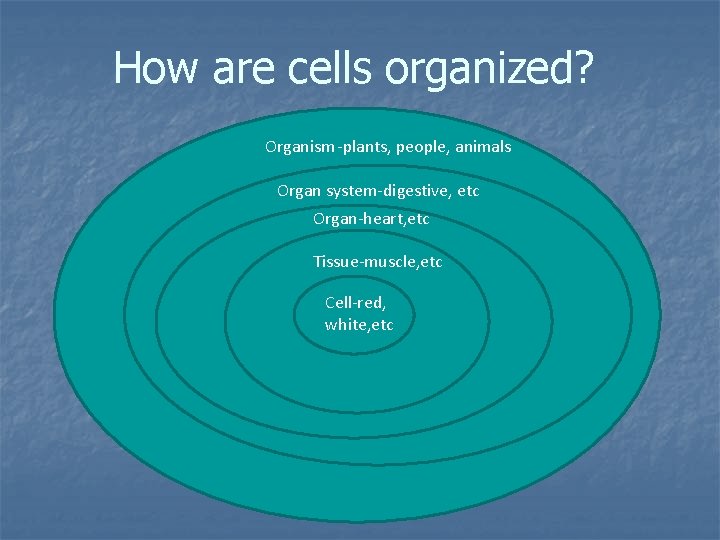 How are cells organized? Organism-plants, people, animals Organ system-digestive, etc Organ-heart, etc Tissue-muscle, etc