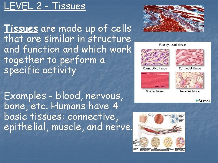 LEVEL 2 - Tissues are made up of cells that are similar in structure