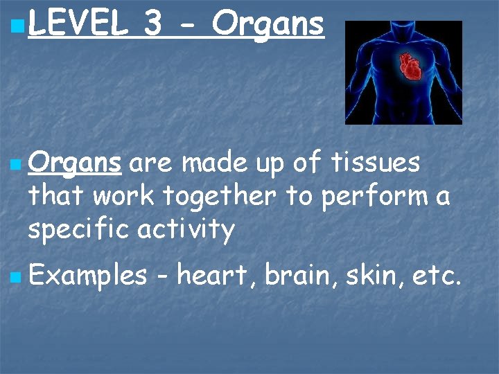 n LEVEL 3 - Organs n Organs are made up of tissues that work