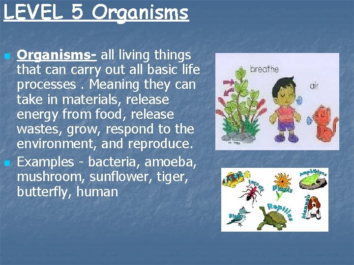 LEVEL 5 Organisms n n Organisms- all living things that can carry out all