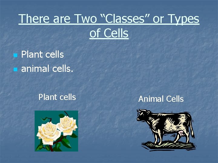 There are Two “Classes” or Types of Cells n n Plant cells animal cells.