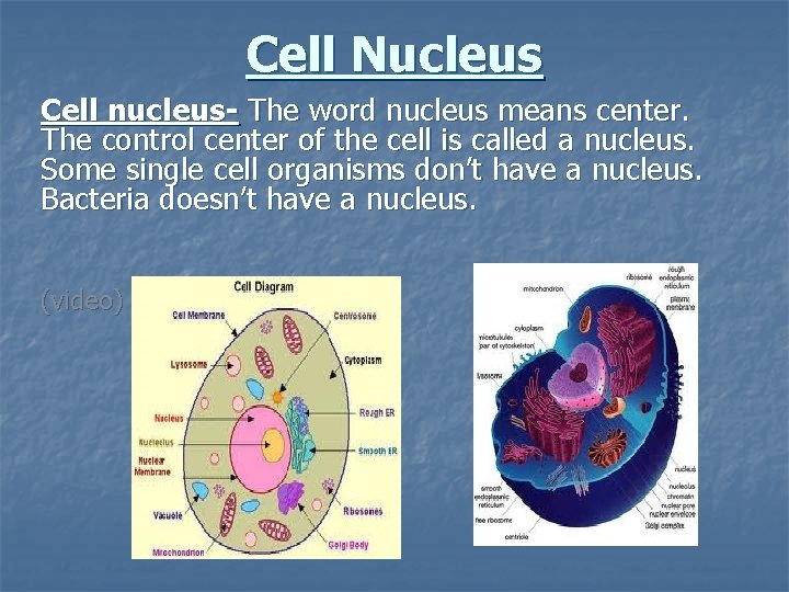 Cell Nucleus Cell nucleus- The word nucleus means center. The control center of the