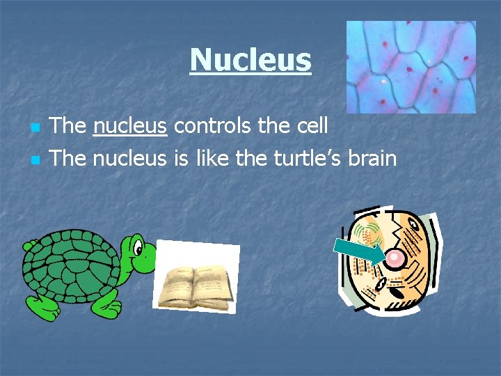 Nucleus n n The nucleus controls the cell The nucleus is like the turtle’s