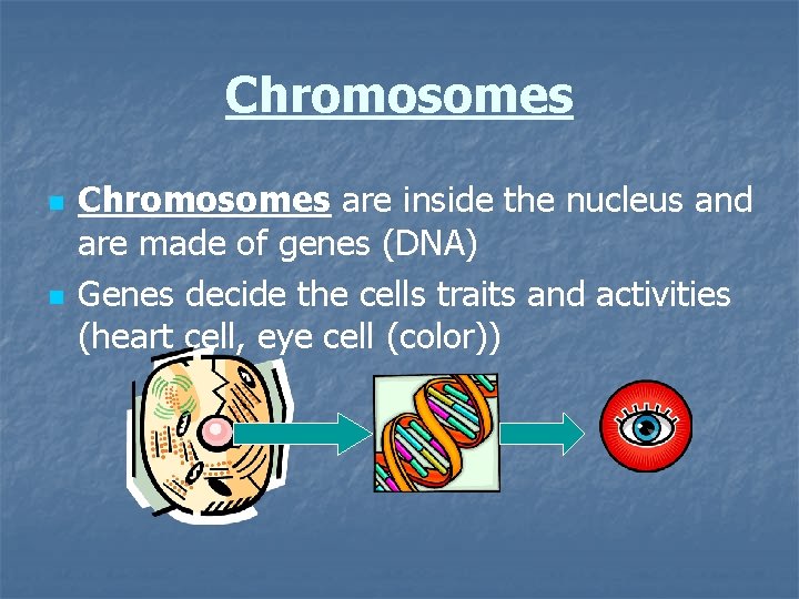 Chromosomes n n Chromosomes are inside the nucleus and are made of genes (DNA)