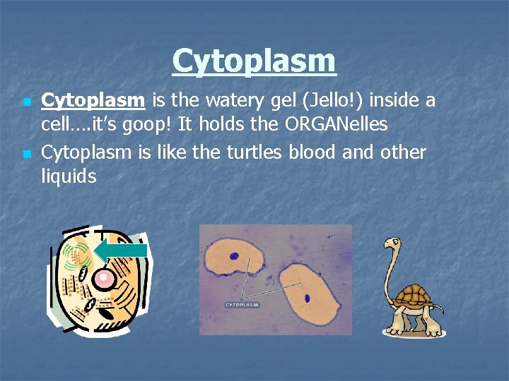 Cytoplasm n n Cytoplasm is the watery gel (Jello!) inside a cell…. it’s goop!