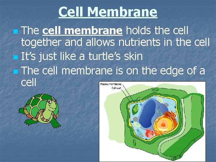 Cell Membrane The cell membrane holds the cell together and allows nutrients in the