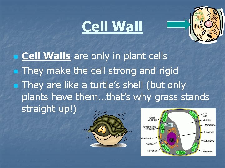 Cell Wall n n n Cell Walls are only in plant cells They make
