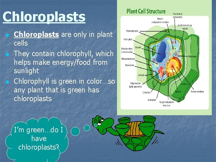 Chloroplasts n n n Chloroplasts are only in plant cells They contain chlorophyll, which