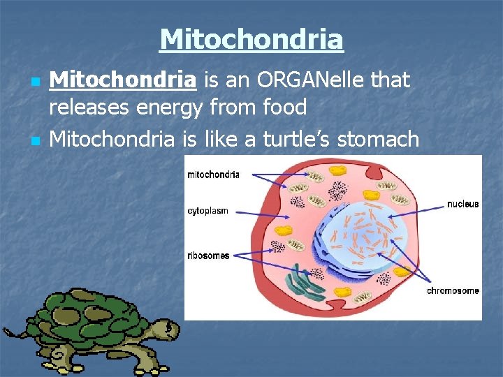 Mitochondria n n Mitochondria is an ORGANelle that releases energy from food Mitochondria is