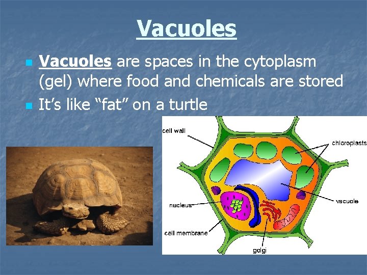 Vacuoles n n Vacuoles are spaces in the cytoplasm (gel) where food and chemicals