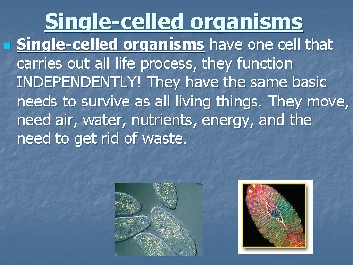 Single-celled organisms n Single-celled organisms have one cell that carries out all life process,