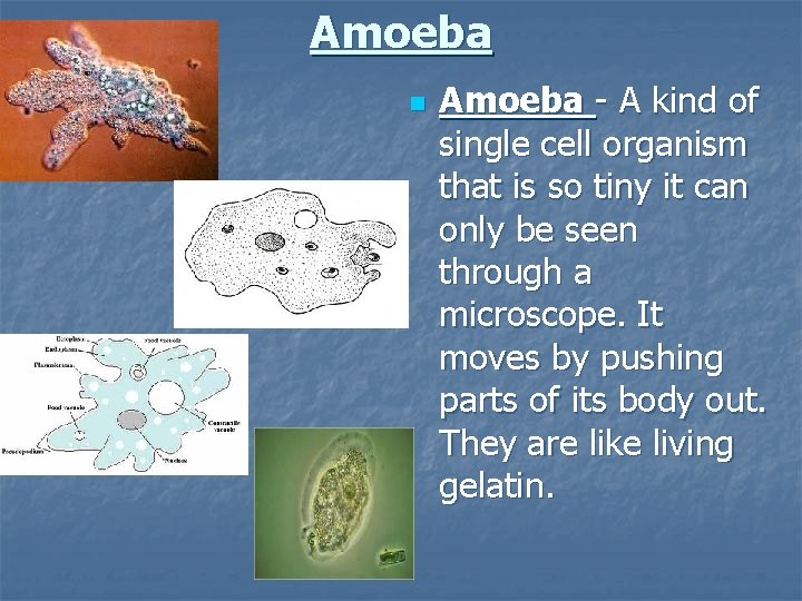 Amoeba n Amoeba - A kind of single cell organism that is so tiny