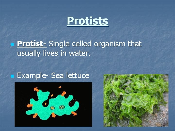 Protists n n Protist- Single celled organism that usually lives in water. Example- Sea