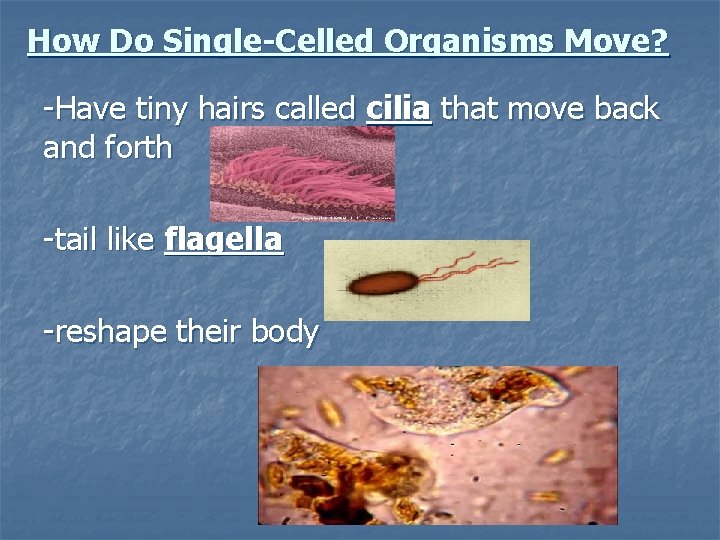 How Do Single-Celled Organisms Move? -Have tiny hairs called cilia that move back and