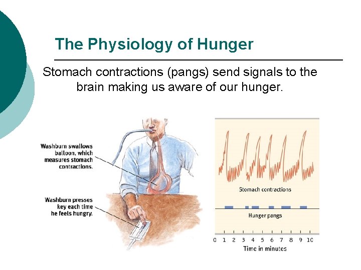 The Physiology of Hunger Stomach contractions (pangs) send signals to the brain making us