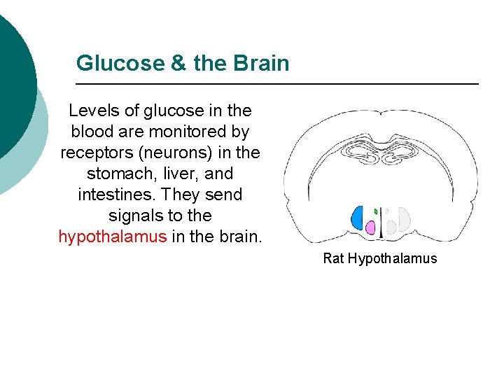Glucose & the Brain Levels of glucose in the blood are monitored by receptors