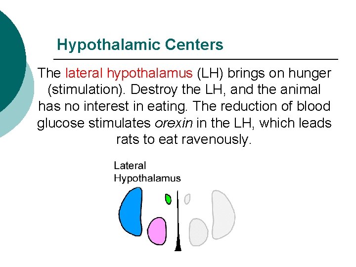 Hypothalamic Centers The lateral hypothalamus (LH) brings on hunger (stimulation). Destroy the LH, and