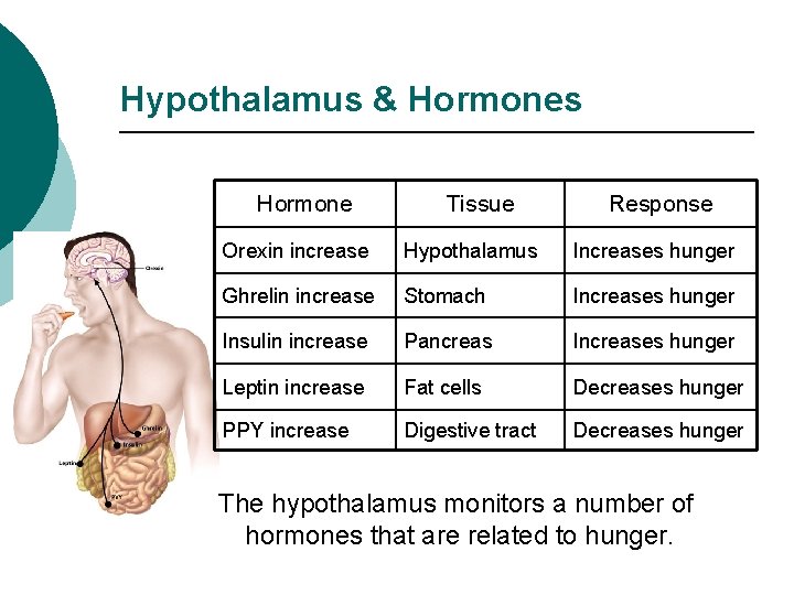 Hypothalamus & Hormones Hormone Tissue Response Orexin increase Hypothalamus Increases hunger Ghrelin increase Stomach
