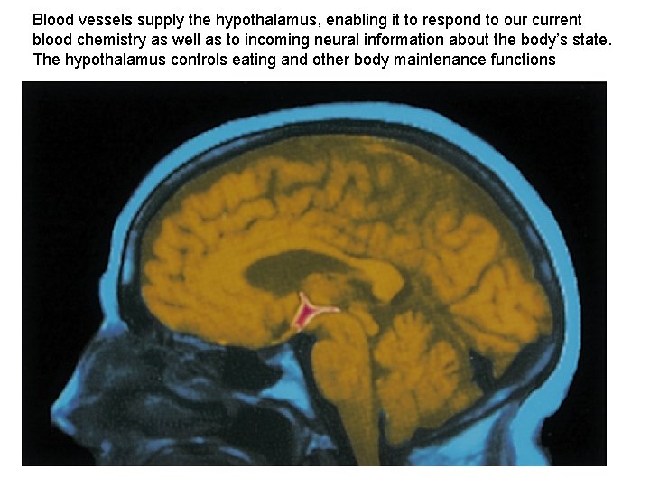 Blood vessels supply the hypothalamus, enabling it to respond to our current blood chemistry
