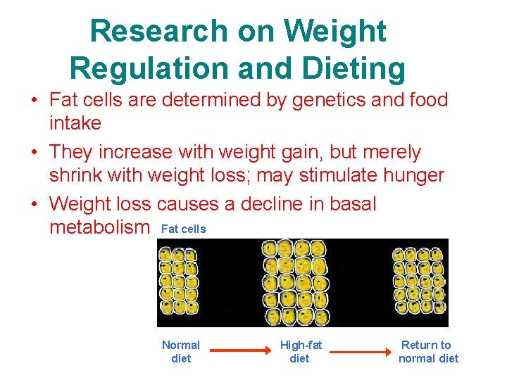 Research on Weight Regulation and Dieting • Fat cells are determined by genetics and