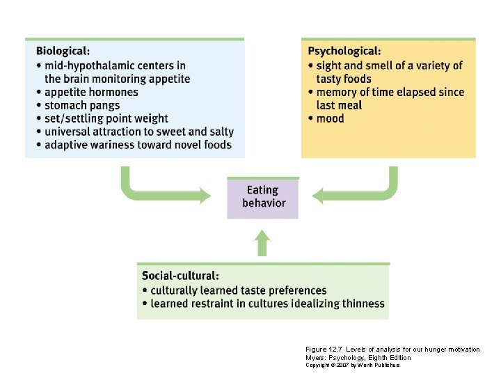 Figure 12. 7 Levels of analysis for our hunger motivation Myers: Psychology, Eighth Edition