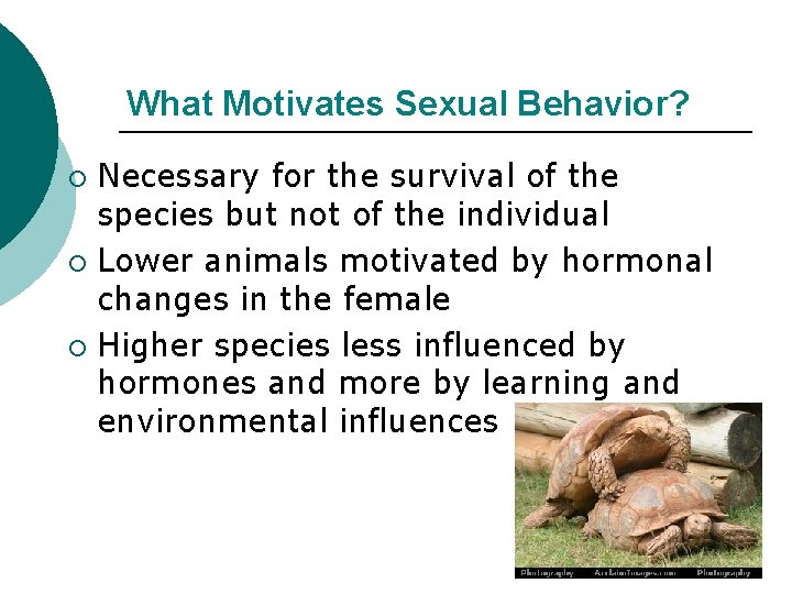 What Motivates Sexual Behavior? Necessary for the survival of the species but not of