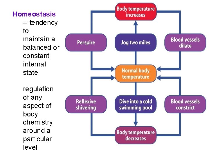 Homeostasis -- tendency to maintain a balanced or constant internal state regulation of any